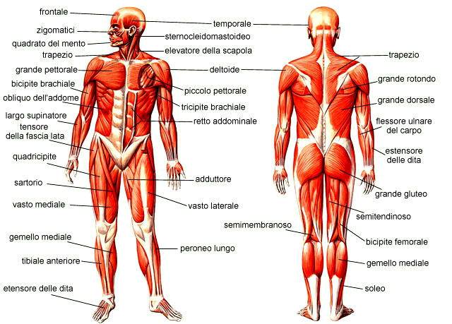 male ai muscoli